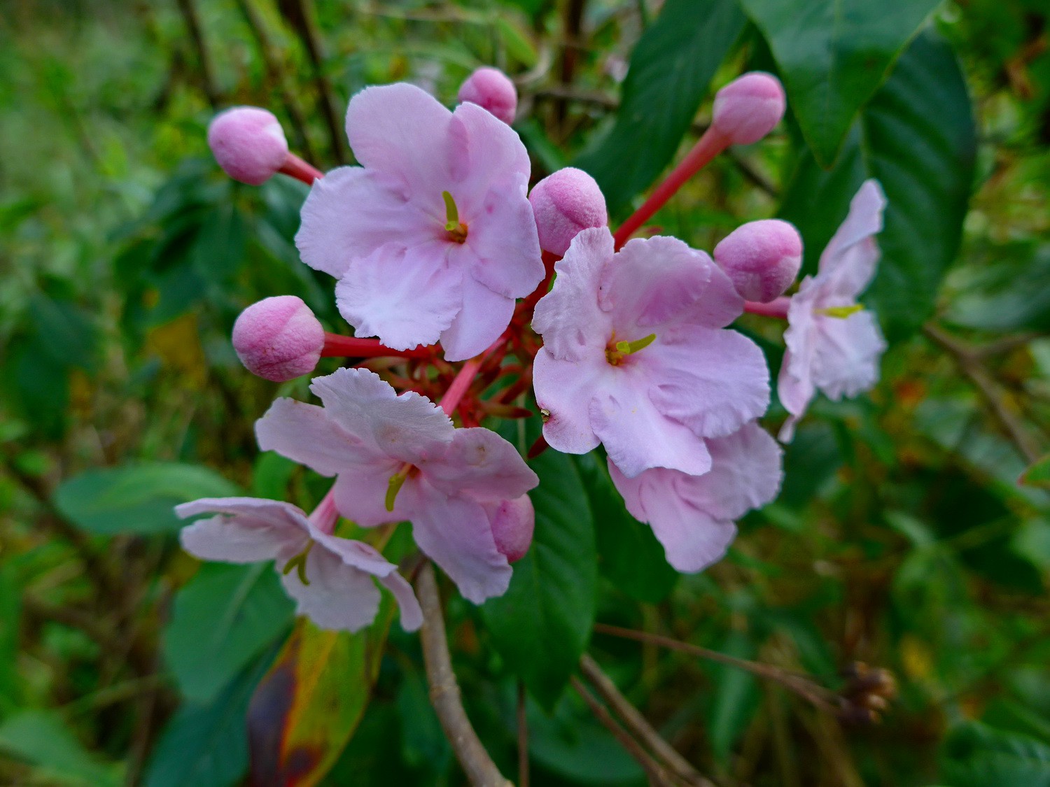Pink flowers on the way to Doi Luang Chiang Dao